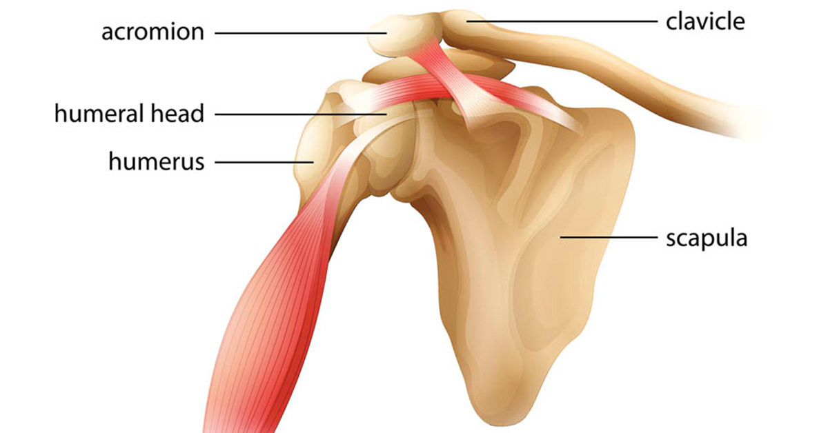 Anatomy of the shoulder